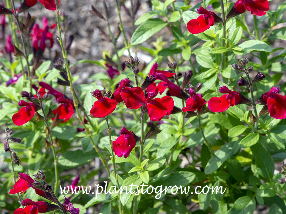 Salvia Mirage Cherry red